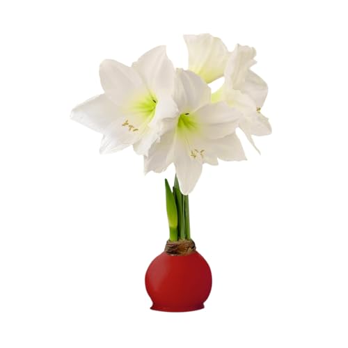 Waxed Amaryllis Bulb - Red Wax White Blooms, No Water Needed, Extra-Large Indoor Winter Flower, New Years, Galentine & Valentine Holiday Gift
