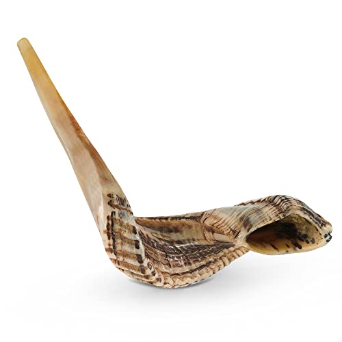 YOMTOV-SHALOM | Ram Shofars for Sale | Kosher from Israel | Shofar Kings | Original Shofar Factory 13-15