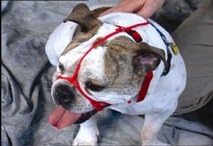 Snoot Loop: Small, Short-Nosed, Red