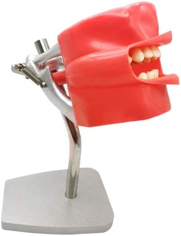 Dental Simulator Manikin Silicone Phantom Head Flexible Model with Base