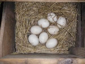 8+ Muscovy Duck Fertile Hatching Duck Eggs