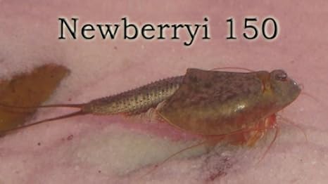Triops NEWBERRYI Approx. 150 Eggs Starter Set