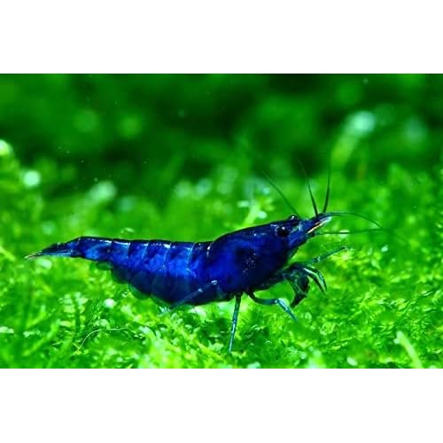 ShrimpRack™ 10 Blue Dream Neocaridina Freshwater Aquarium Shrimps 14 to 12 inch Long Live Arrival