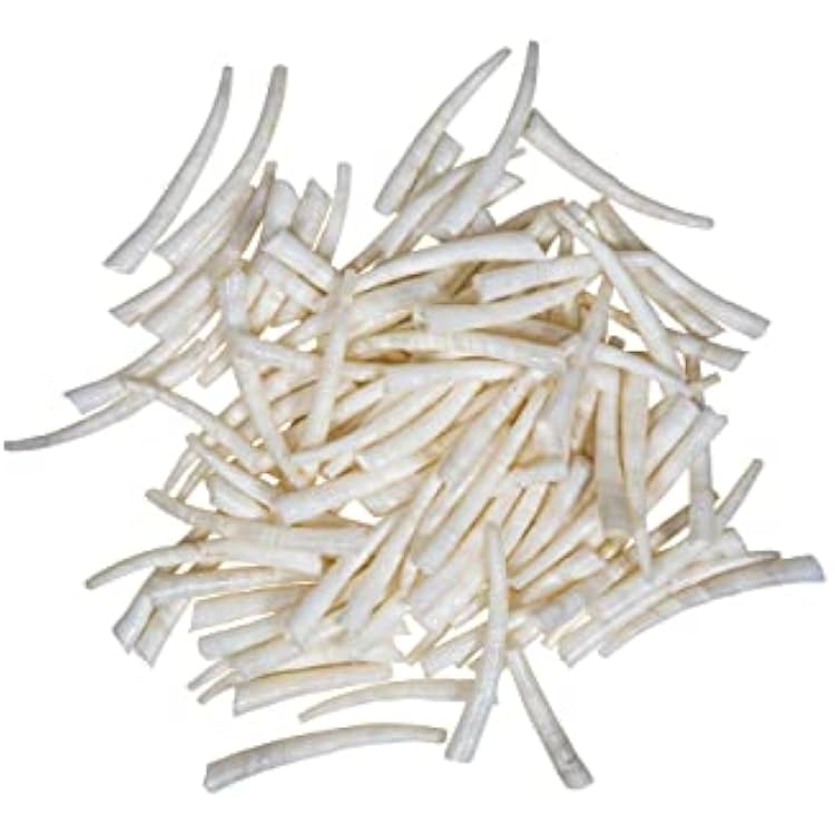 Ninety 90 0.5 to 1.25 Dentalium Vernedei Shells 208-C-S