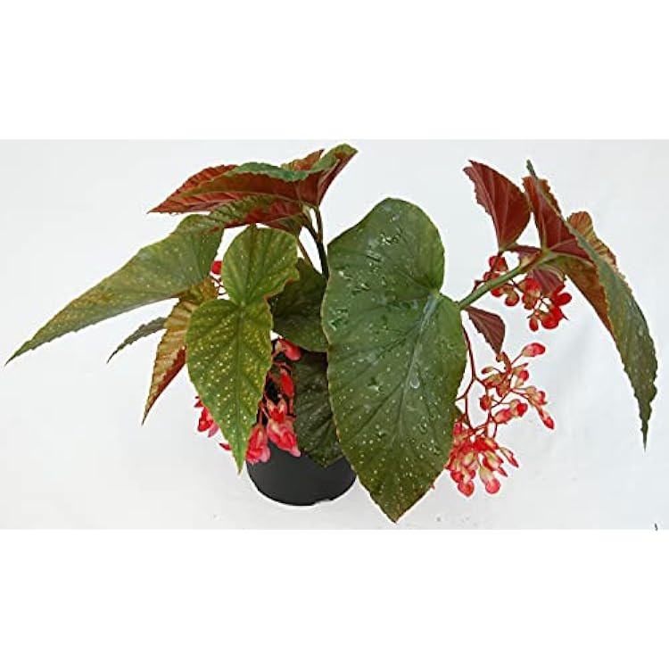 Angel Wing Begonia Dragon 6 Inch Pot Fully Grown Plant