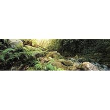 Galapagos (05400) Terrarium Background Clings, 11.125" x 36", Woodland