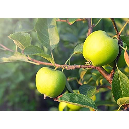 40 Green Apple Sééds Malus Antonovka | Tasty Juicy EDI.ble Fru.it TRE.e