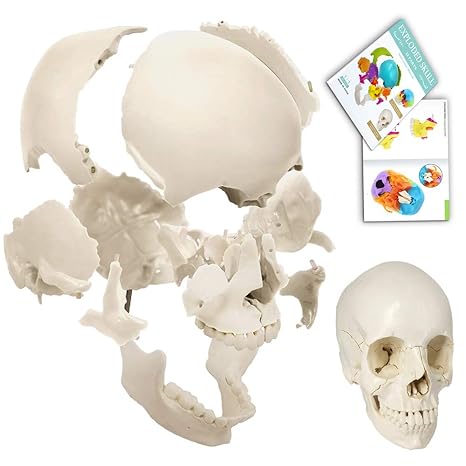 Disarticulated Human Skull Model, 22-Part Life-Size Exploded Skull Model