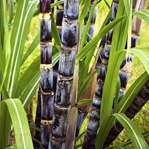 30 Purple Sugarcane Cuttings, Fresh Sugar Cane Stalk Cuttings with 2-3 Nodes for Planting, Fast Growing Tropical Garden Plant, No Ship to CA