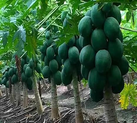 80pcs Green Papaya Tree Seeds