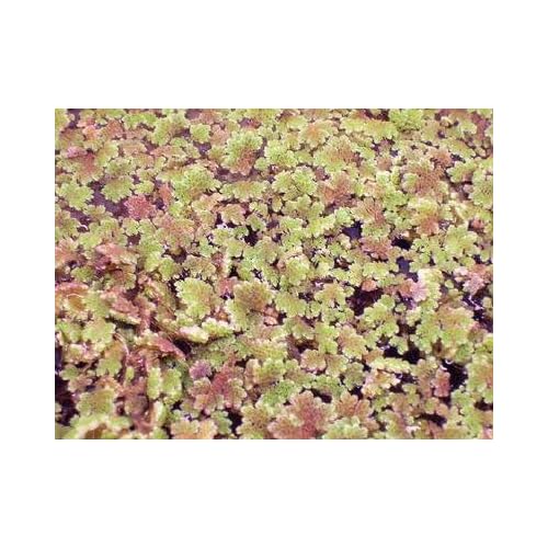 Azolla - Azolla