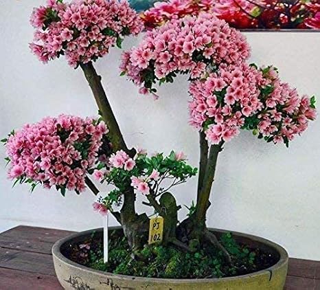 Japanese Flowering Cherry Blossom Bonsai Seeds, Sakura Bonsai Seeds - Fresh Exotic Rare Bonsai Seeds - (30 Seeds)