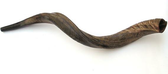 32"-33" Medium Yemenite Kudu Horn Natural Shofar by Peer Hastam, with Anti Odor Spray, Made in Israel