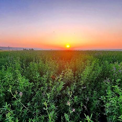 Alfalfa Seeds- Farmer Direct Premium Certified Clean Alfalfa Seeds - 10 Lbs - High Germination, Conventional Alfalfa Seed -Garden Seed, Cover Crop, Field Growing, Alfalfa Hay, Alfalfa Honey