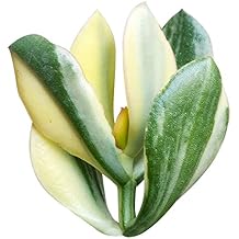 Crassula ovata f. variegata Hummels Sunset (2 inch)