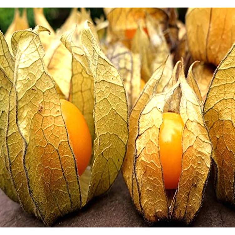 Big Pack - Ground Cherry, physalis Family, tomatillo Seeds - Non-GMO Seeds Ground Cherry 1,000 Seeds