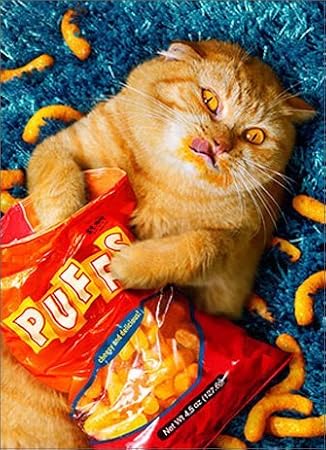 Cheese Puff Cat - Avanti Stand Out Pop Up Birthday Card