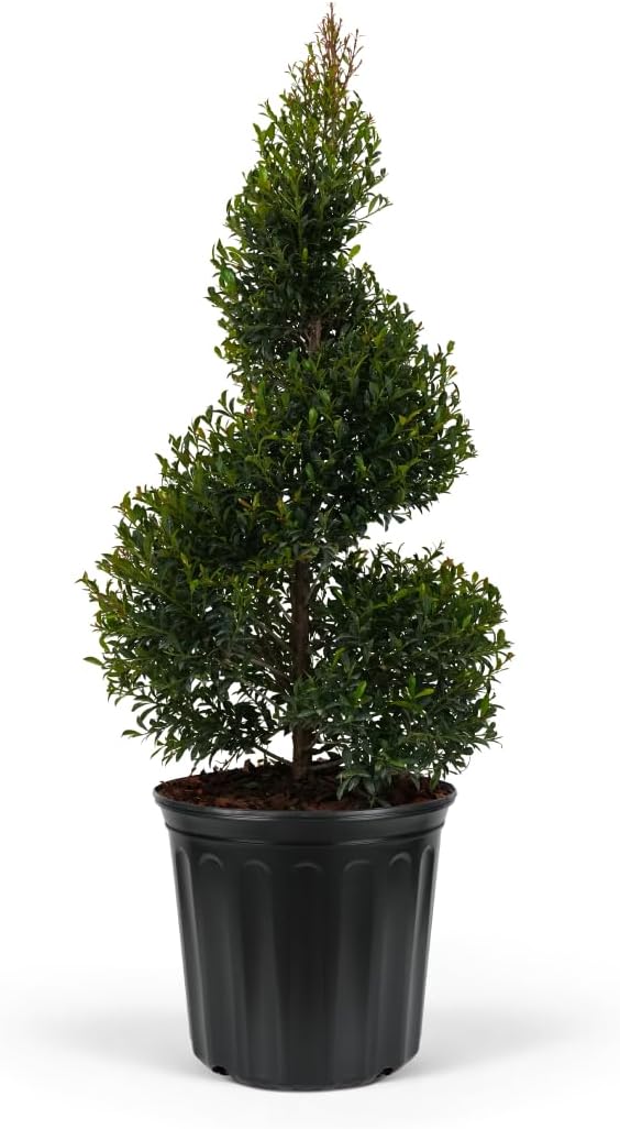 Topiary Eugenia Spiral Tree 2gal 2-3 feet