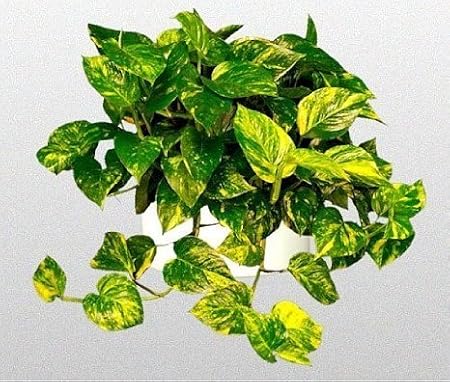 Golden Devil's Ivy - Pothos - Epipremnum - 6" Hanging Pot - Very Easy to Grow Unique from Jmbamboo
