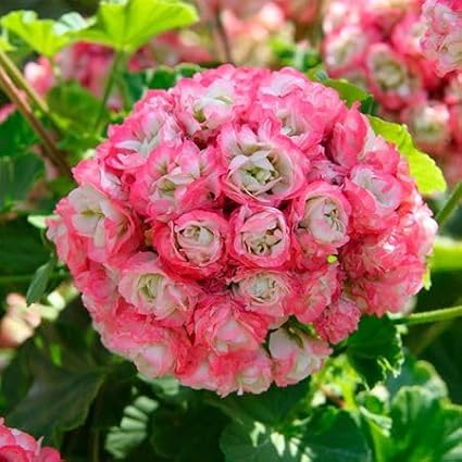 100pcs Rare Rosebud Geranium Flower Seeds