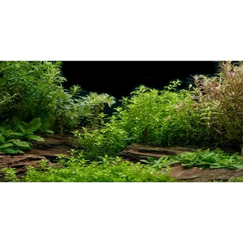 AWERT Aquarium Background River Bed & Lake Aquatic Plant Fish Tank Background Vinyl 24x12 inches