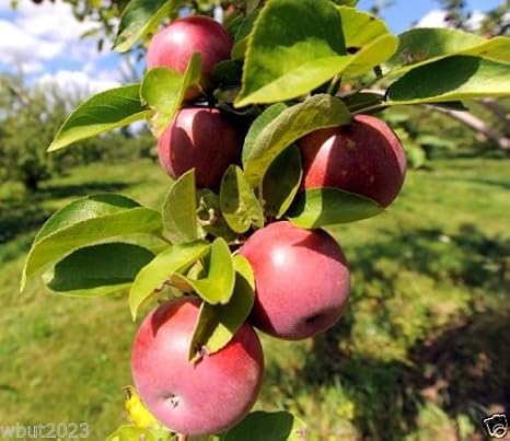Apple tree seeds (Cider Varieites) Malus pumila -Great For Cider,Hardy to zone 3