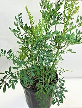 Ruda/Rue Full Plant with Root
