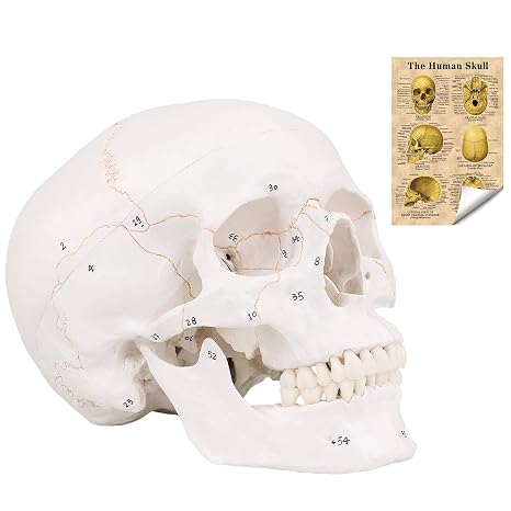 LYOU Human Skull Model, Numbered Skull Anatomy Model for Medical Professionals, Students & Teachers