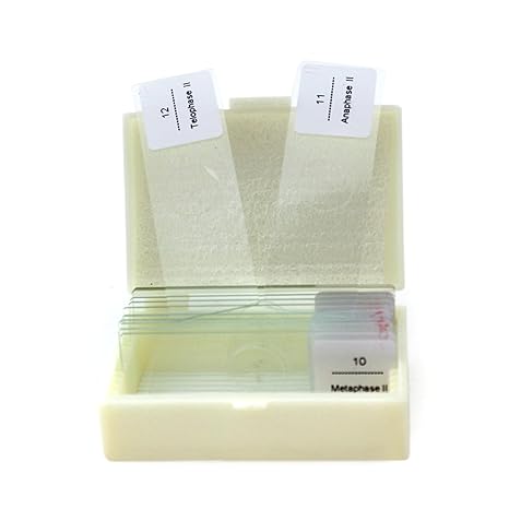 Corn Anther Meiosis Higher Education Research Detail Clear Cytogenetic Sections for Plant Genetics, Biology, Science Classes (Pack of 12)