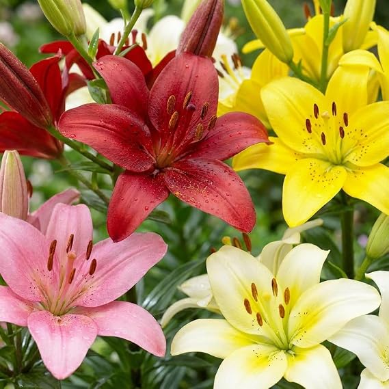 Lily Bulbs Hardy Perennial Matrix Garden Lily Collection