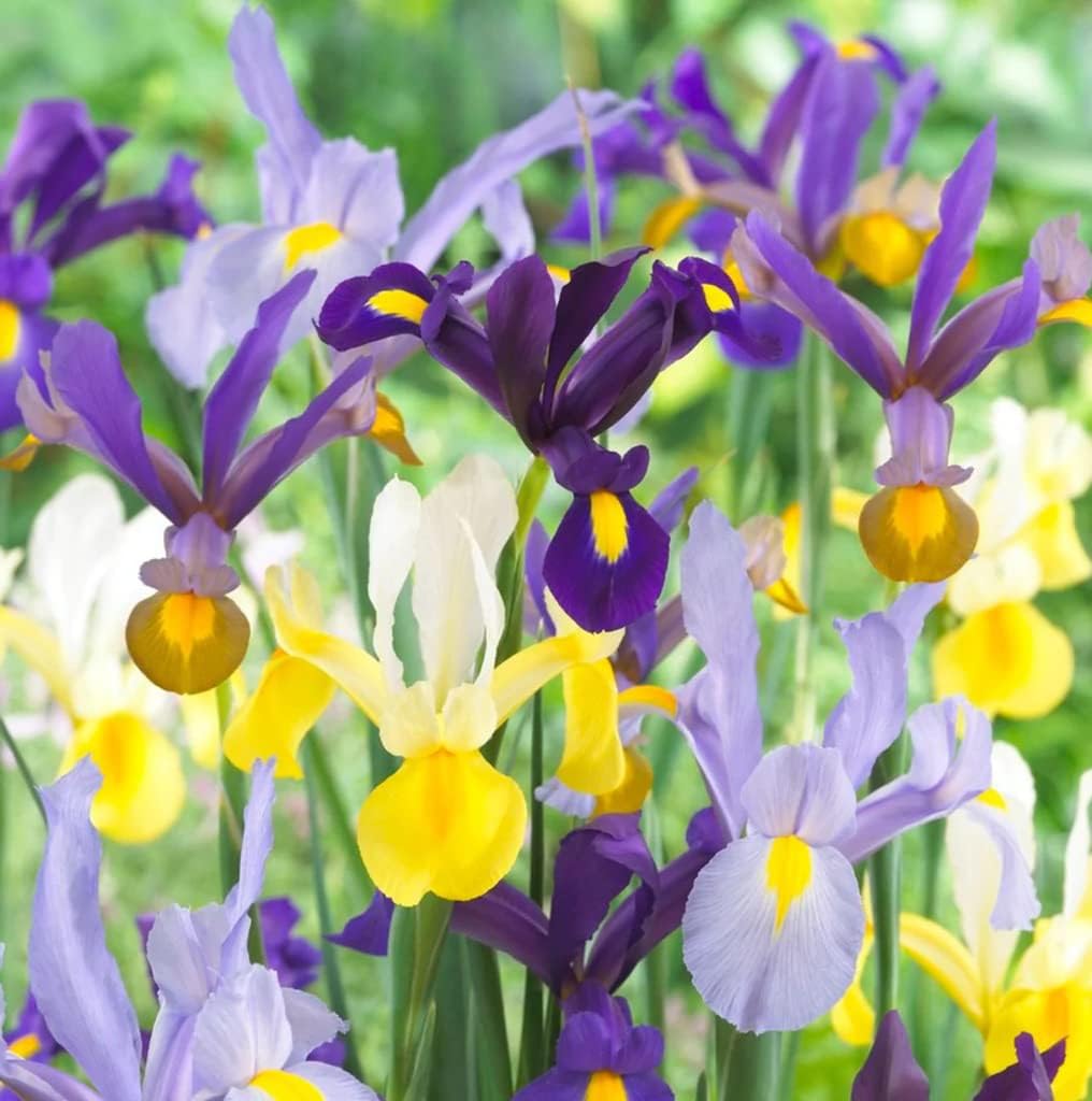 Dutch Iris Mixed Bulbs - Perennial, Long-Lasting Blooms, Attracts to Pollinators, Iris Flowering Bulbs | Colorful Dutch Iris Bulbs for a Vibrant Garden (24 Pack)