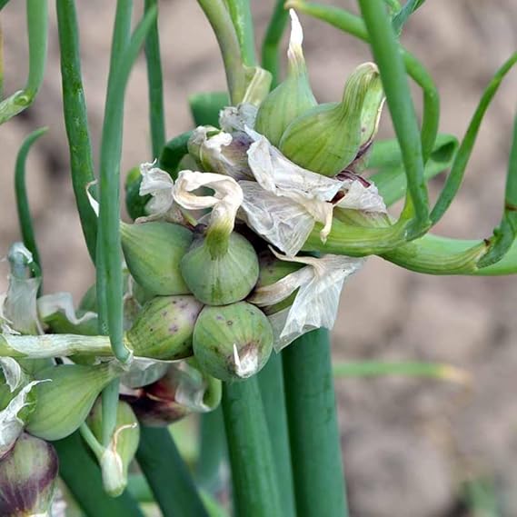 Set 20 Walking Onions Bulbs for Planting, Heirloom Perennial Onion Bulb, Large Egyptian Walking Onions Bulbs for Planting Outdoors, Easy to Plant