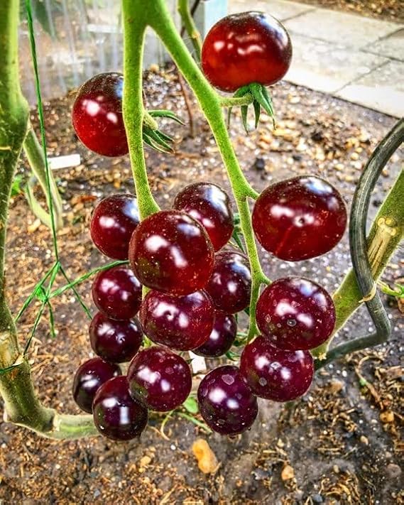 Tomato Antho Violet/Red - 10 Seeds - Super Delicious &amp; Sweet - Very Healthy