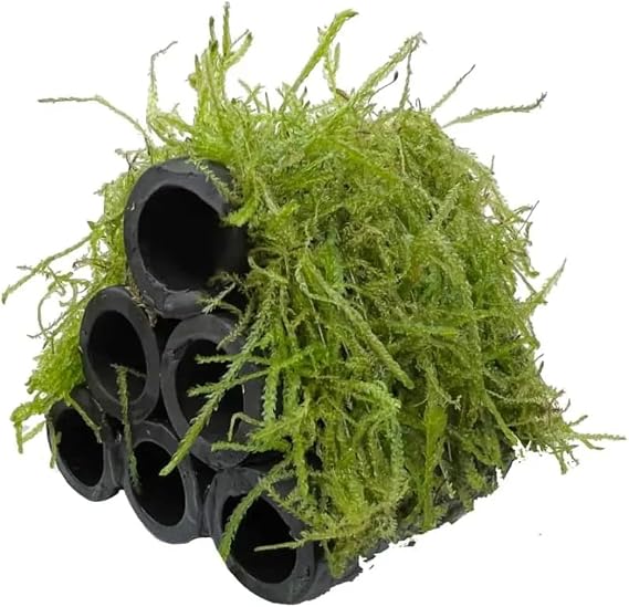 Java Moss Shrimp Shelter