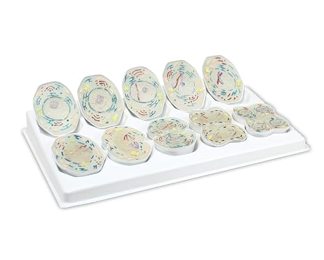 JS00136 Animal Meiosis 3D Model | 10 Stage Meiosis Demonstration | Biology Classroom Cell Division Display | Detailed Open Cell Organelles | Pieces Equipped with Stand | W Manual