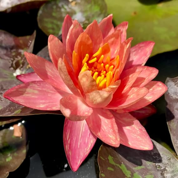 Live Water Lily Tubers | Pre-Grown Hardy Lily Rhizome in White, Pink, Red, Yellow, Orange, Purple (Orange)