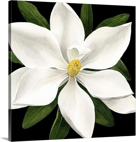 CANVAS ON DEMAND Midnight Magnolia I Canvas Wall Art Print by Grace Popp, Contemporary, Traditional, Home Decor, Artwork, 10"x10" Floral Artwork, 10"x10" Flowers Artwork, 10"x10"