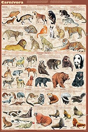 Picture Peddler Carnivora Mammals Educational Science Teacher Classroom Chart Print Poster 24x36