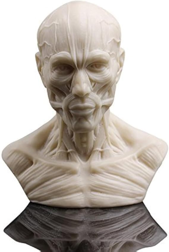 Human Bust Sculpture Statue Resin Sketch Draw Plaster Cast Artist Model Decor