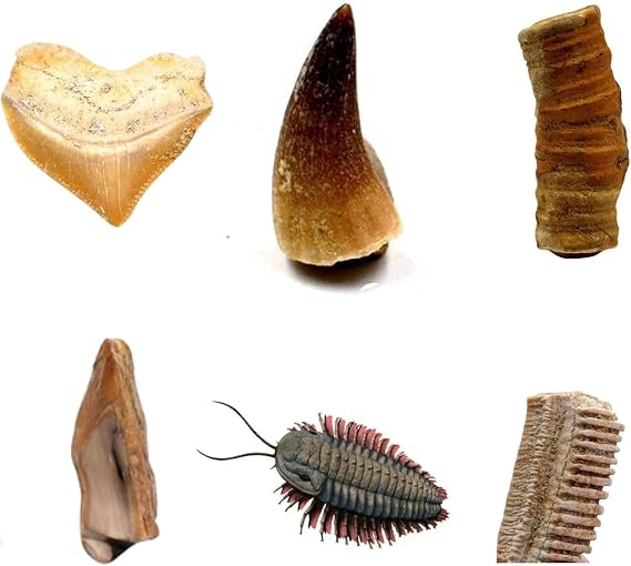 Authentic Fossils with Collection Box & Magnifier, 6 PCS, Shark Tooth, Mosasaurus Tooth, ect