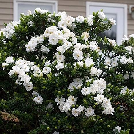1152-Jasmine Gardenia (Gardenia jasminoides) Seeds by Robsrareandgiantseeds UPC0764425787815 Non-GMO,Organic,USA Grower,Bonsai,1152 Package of 5 Seeds