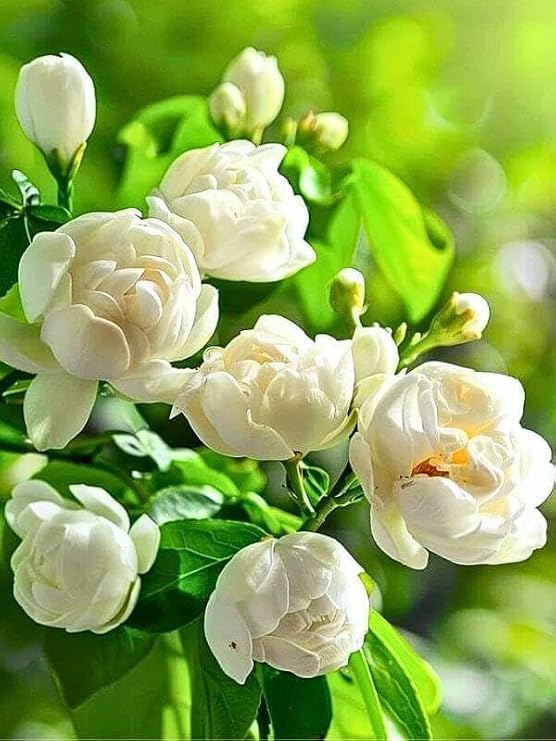 400+ Fragrant Jasmine Flower Seeds for Planting, Climbing Vine Garden Seeds