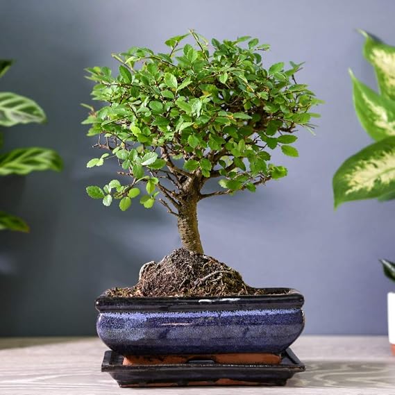 Bonsai Zelkova in Ceramic with Saucer House Plant Half-Hardy Tree Houseplant Plants Easy to Grow Your Own 1x 12cm Potted Plant by Thompson and Morgan