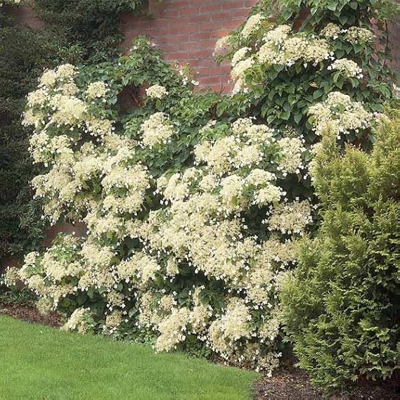 Brighter Blooms Climbing Hydrangea, 1 Quart