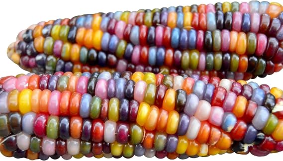 Glass Gem Corn 100 Seeds Non-GMO Popcorn Jewel-Toned Glass-Like Kernels