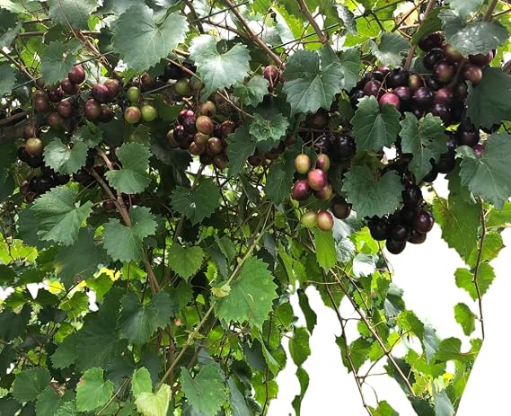 Muscadine Grapes Plant Sweet Grapevine Well Rooteds, Scuppernong Grape Vine, Grapefruit Tree 4-6 Inch Tall