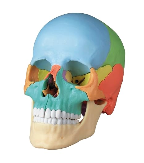 Skulls Unlimited International Replica Didactic Osteopathic Human Skull - 22 Pieces