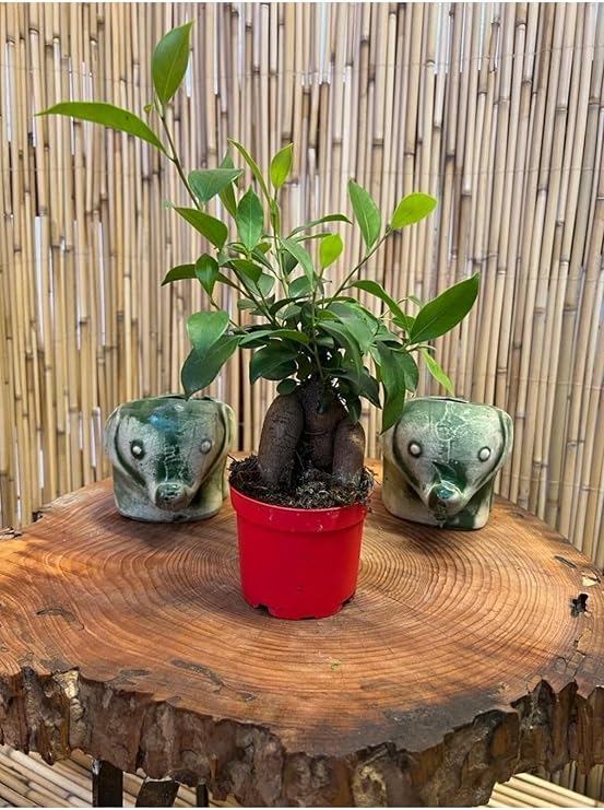 Ficus Ginseng Bonsai Ağacı, 20-25 cm Boy, 9,5 cm Saksı Çapı