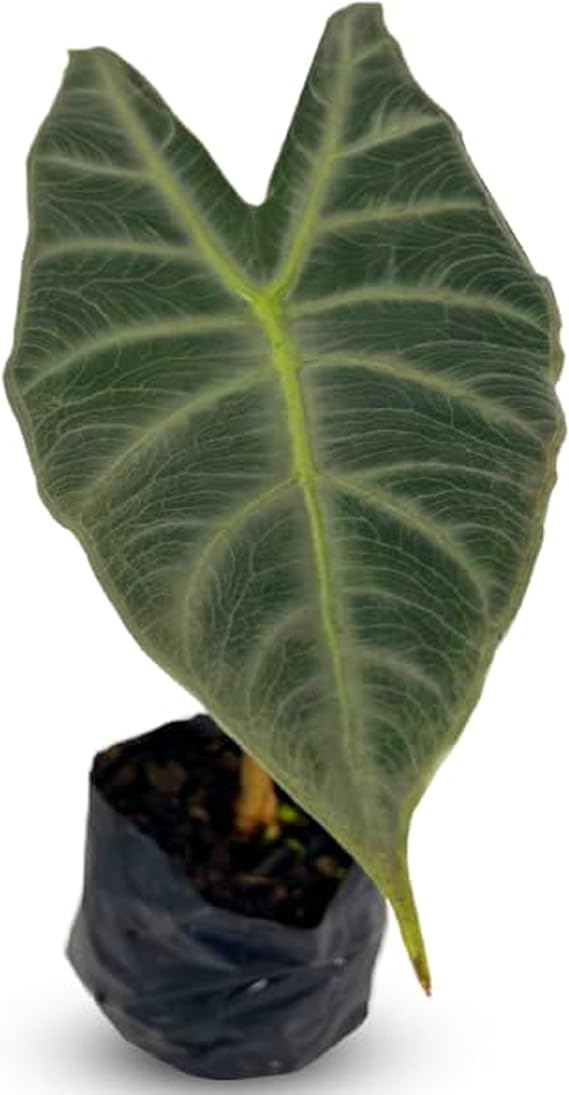 LEAL PLANTS ECUADOR Alocasia Longiloba Silver|Stunning Amazonian Elephant Ear Plant | African Mask Plant | Exotic Indoor Decor & Air-Purifying Houseplant | Lush Green Leaves with White Veins