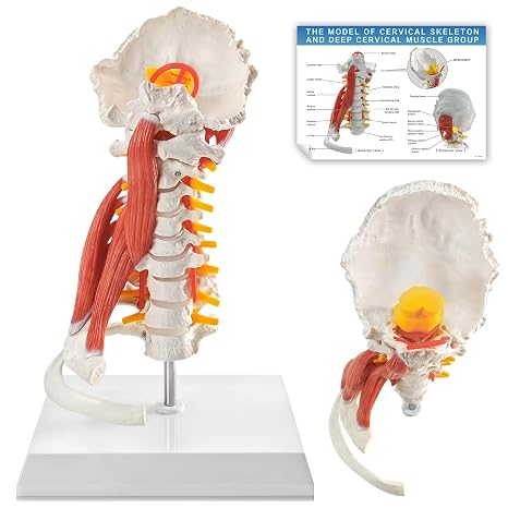 EVOTECH SCIENTIFIC Life-Size Human Neck Vertebrae Model